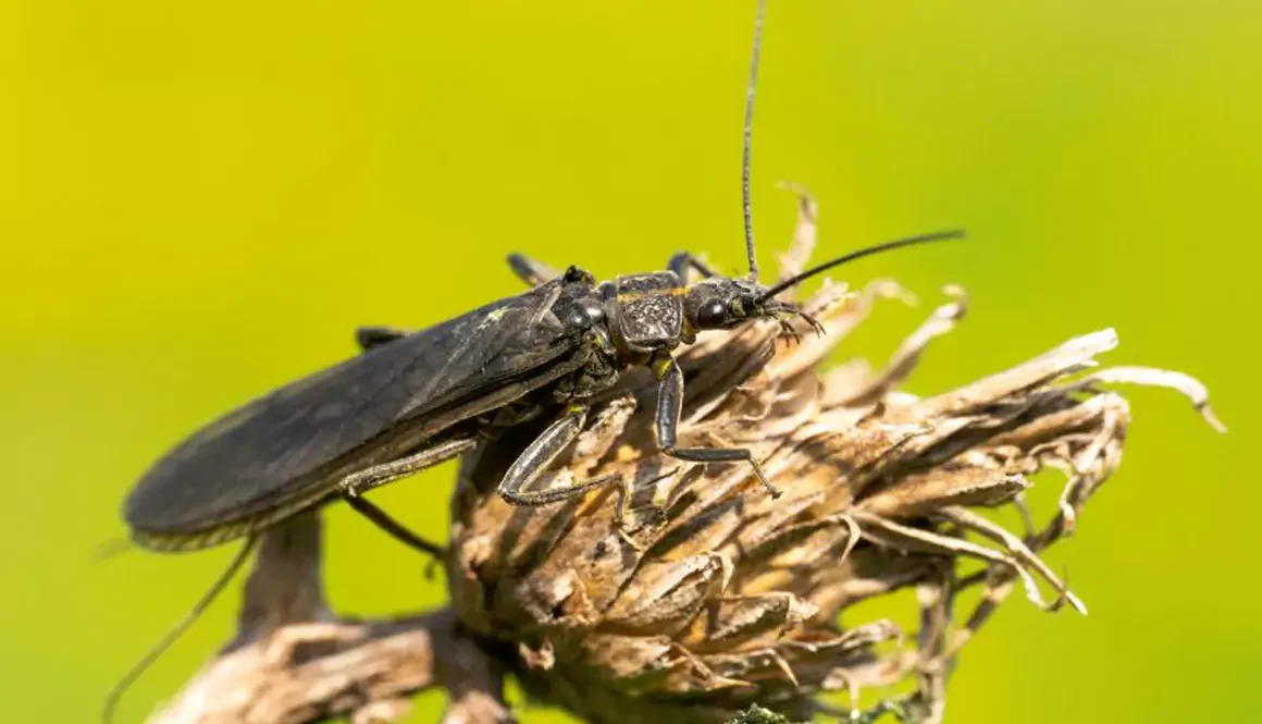 Buglife Cymru and Wrexham Uni Spotlight Endangered Stonefly