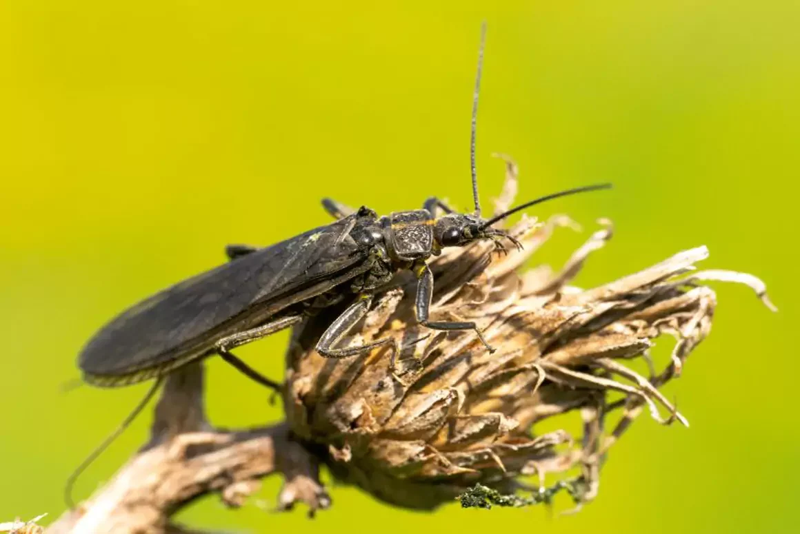 Buglife Cymru and Wrexham Uni Spotlight Endangered Stonefly