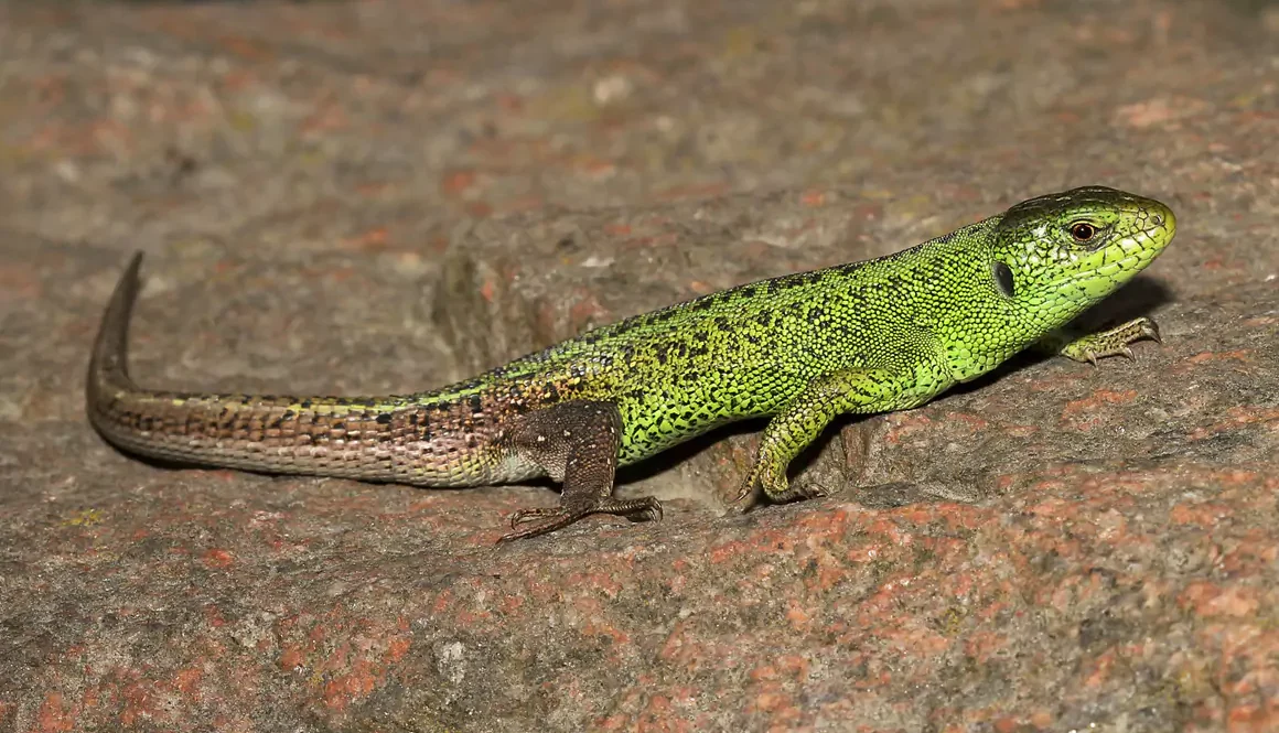 Habitat Help for Rare Coastal Reptile