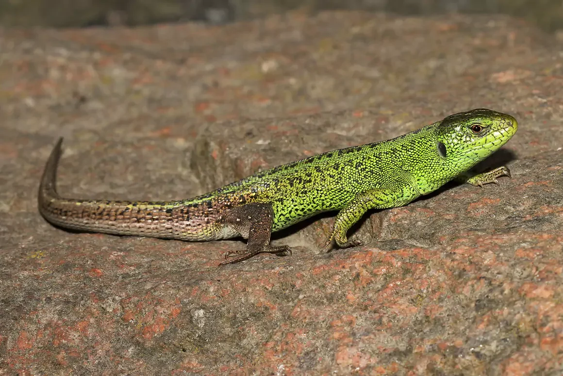 Habitat Help for Rare Coastal Reptile