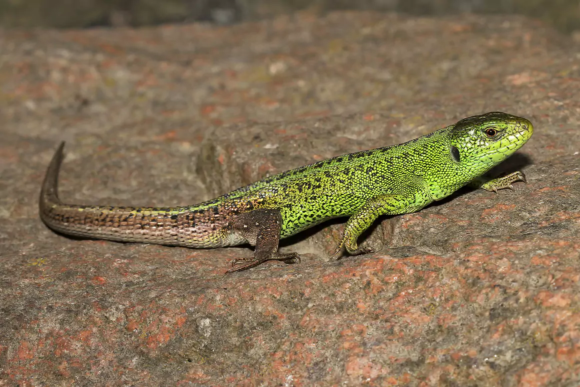 Habitat Help for Rare Coastal Reptile