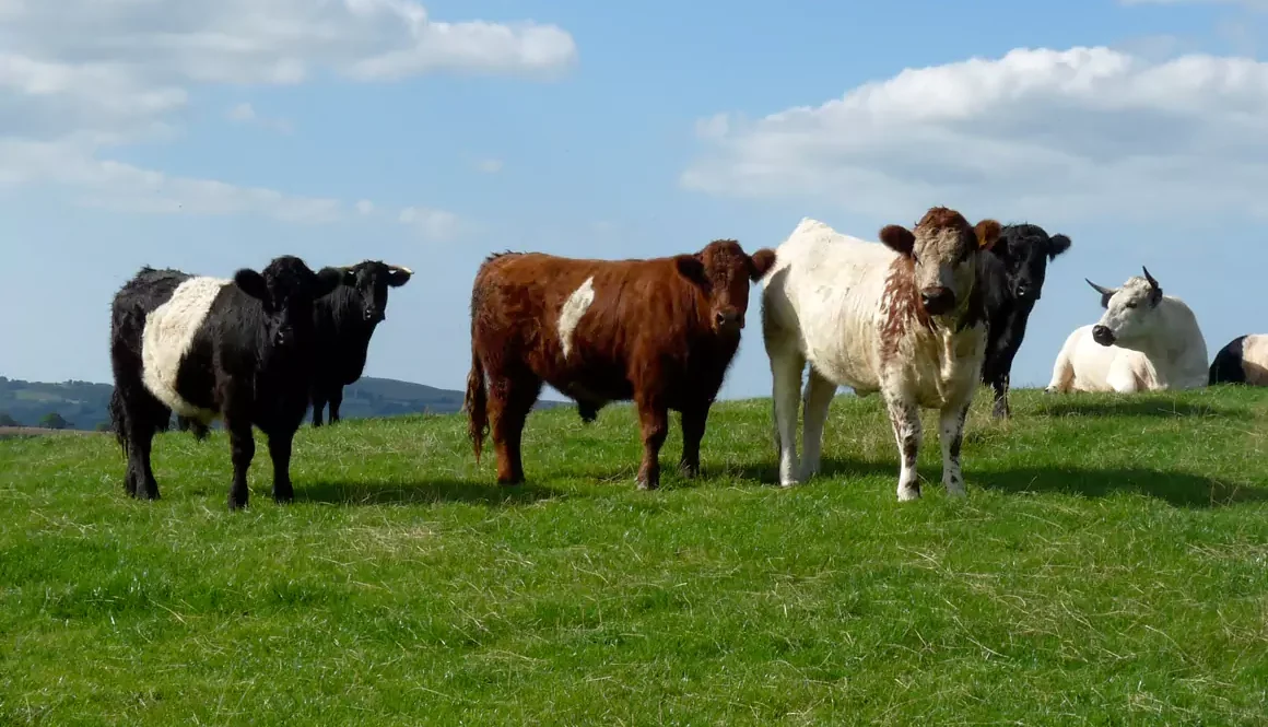Ancient Cattle of Wales