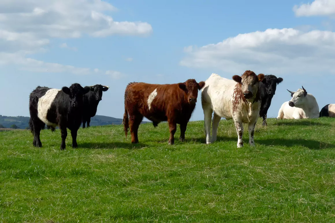 Ancient Cattle of Wales