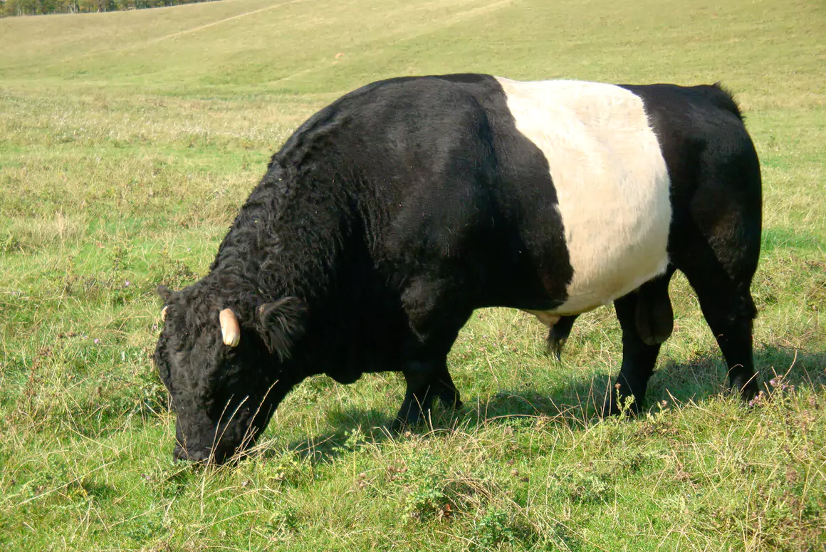 Belted Ancient Cattle of Wales