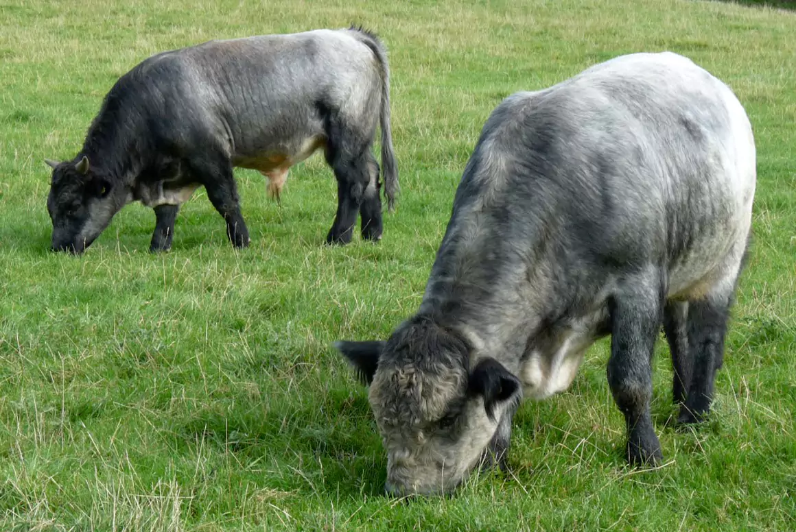 Blue / Grey Ancient Cattle of Wales