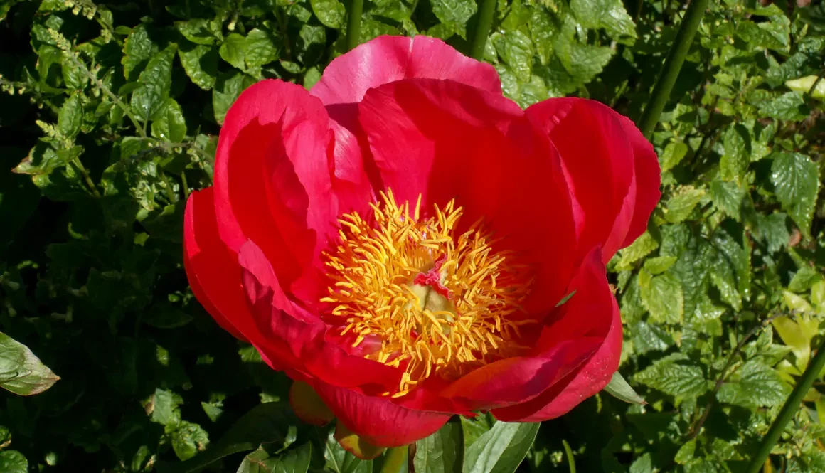 The Spring Garden