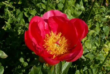 The Spring Garden
