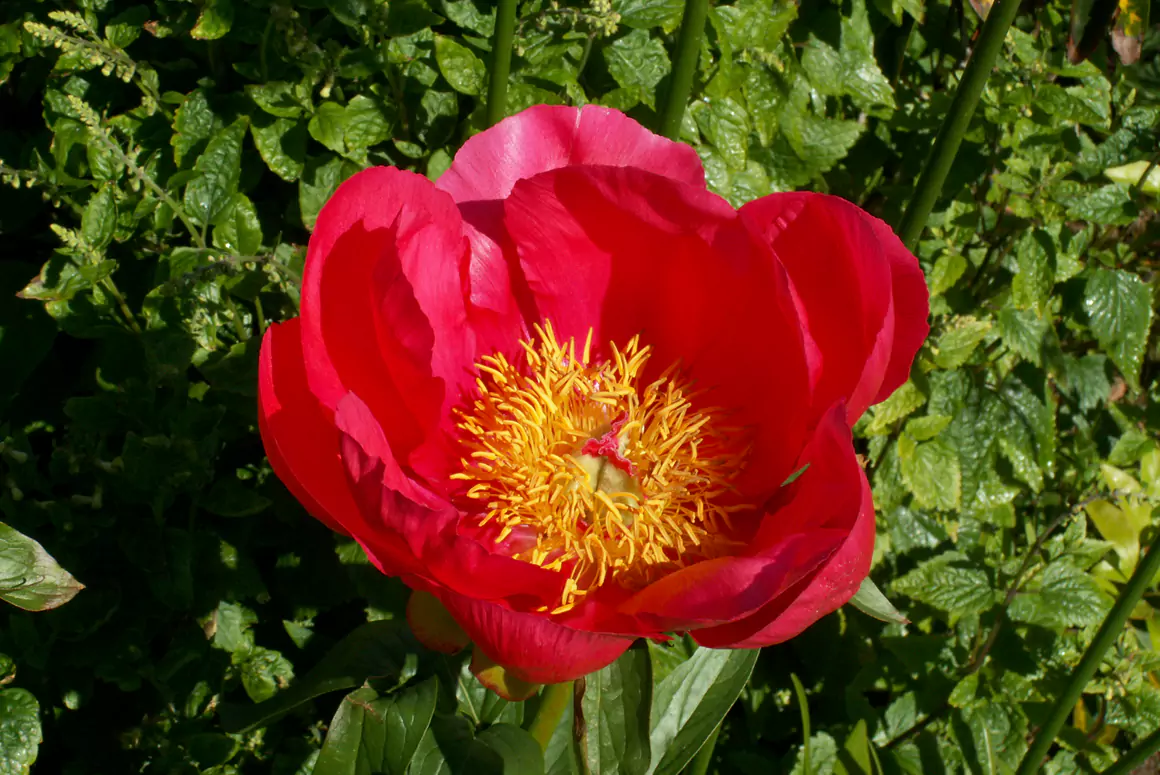 The Spring Garden