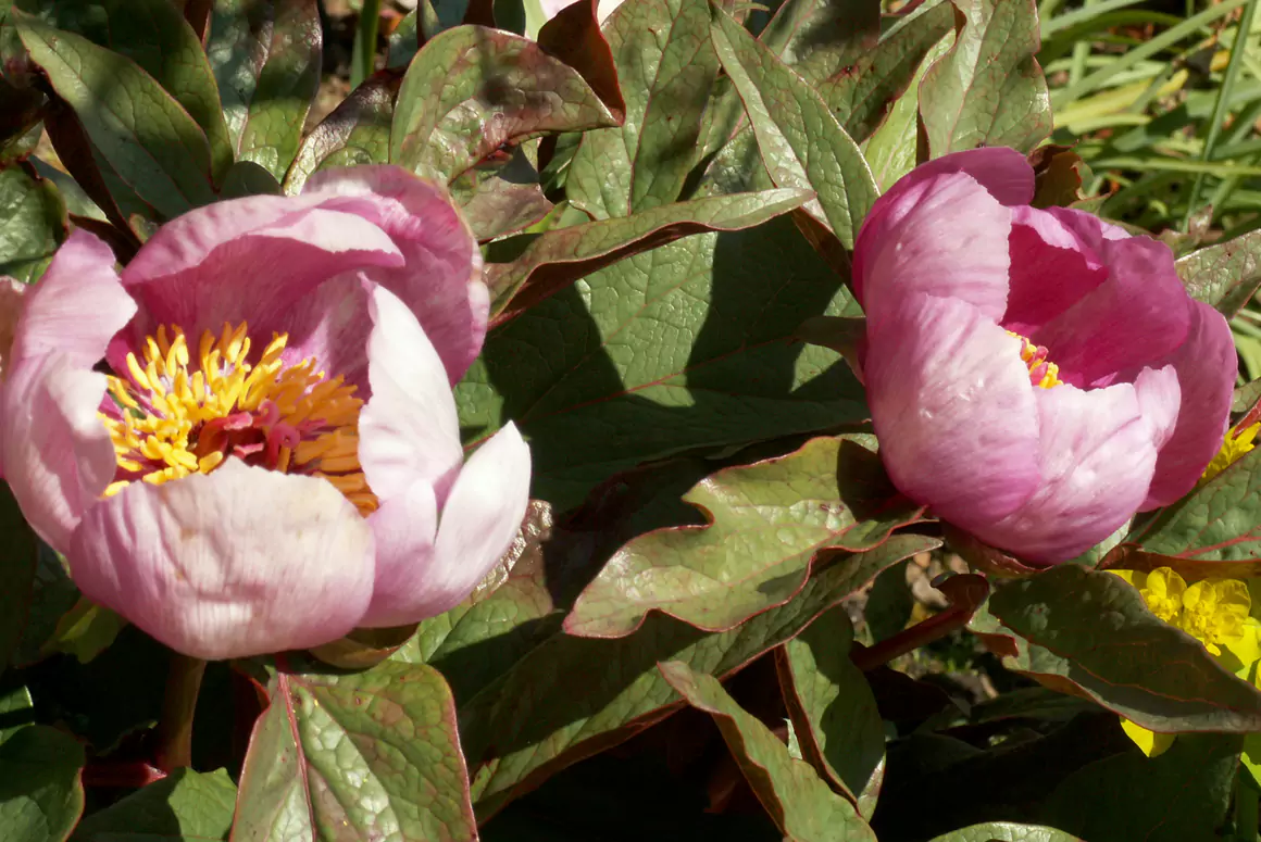 Herbaceous Paeonia corsica