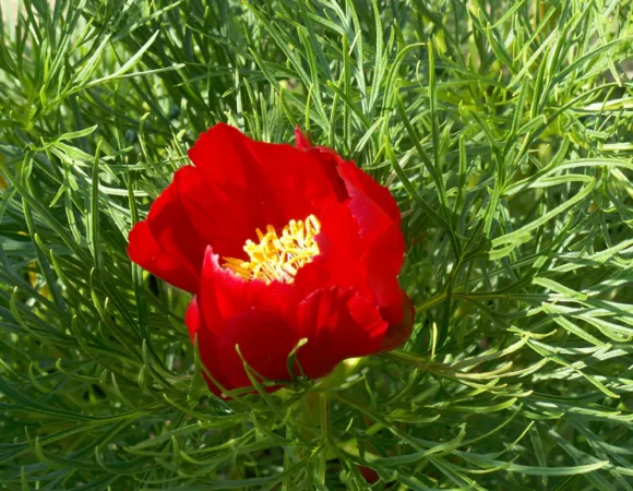 The Spring Garden