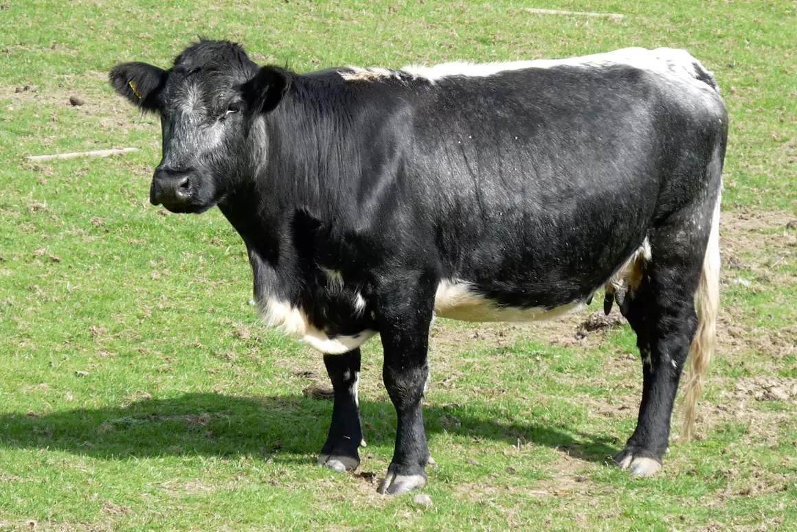 Line-backed Ancient Cattle of Wales
