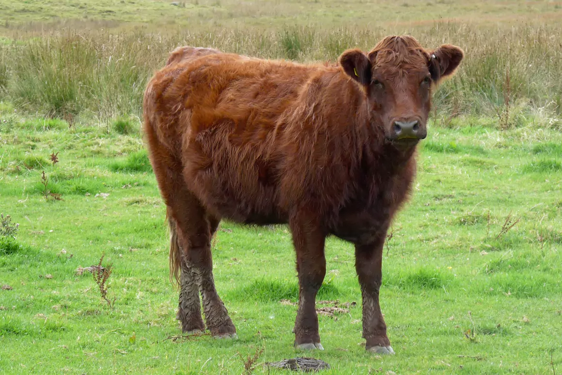 Red Ancient Cattle of Wales