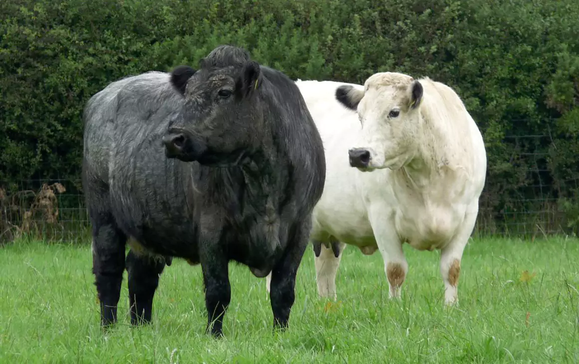 Ancient Cattle of Wales Ancient Cattle of Wales
