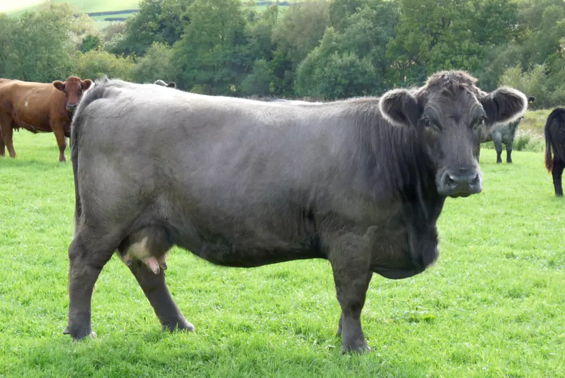Smokey / Mouse Ancient Cattle of Wales