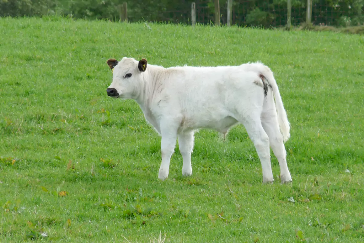 White Ancient Cattle of Wales