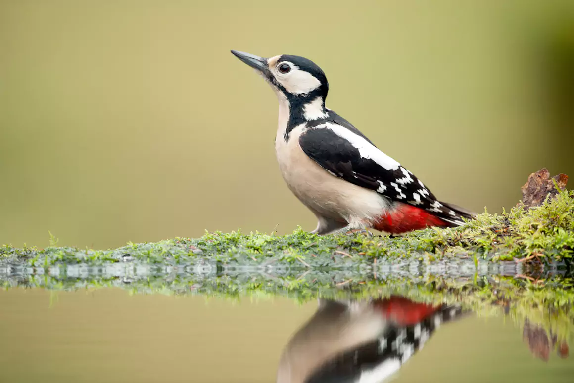 Mixed Fortunes for Welsh Birds Revealed in Major New Report