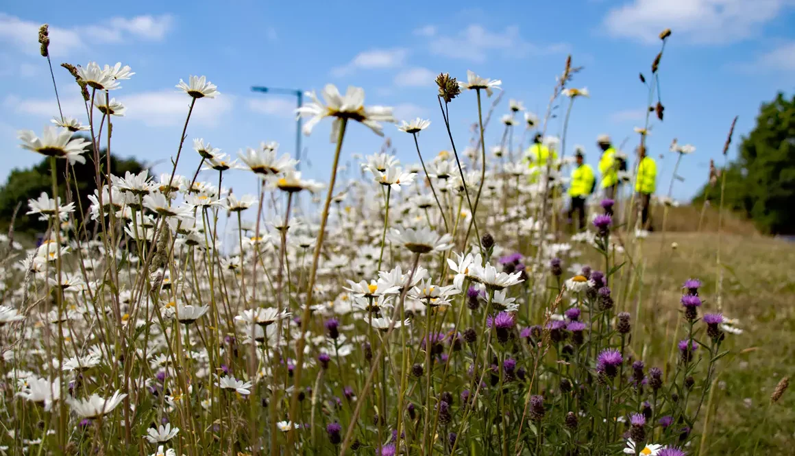 Wildflower Week Set to Bloom this Month