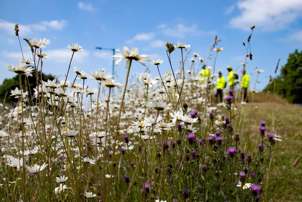 Wildflower Week Set to Bloom this Month Wildflower Week Set to Bloom this Month