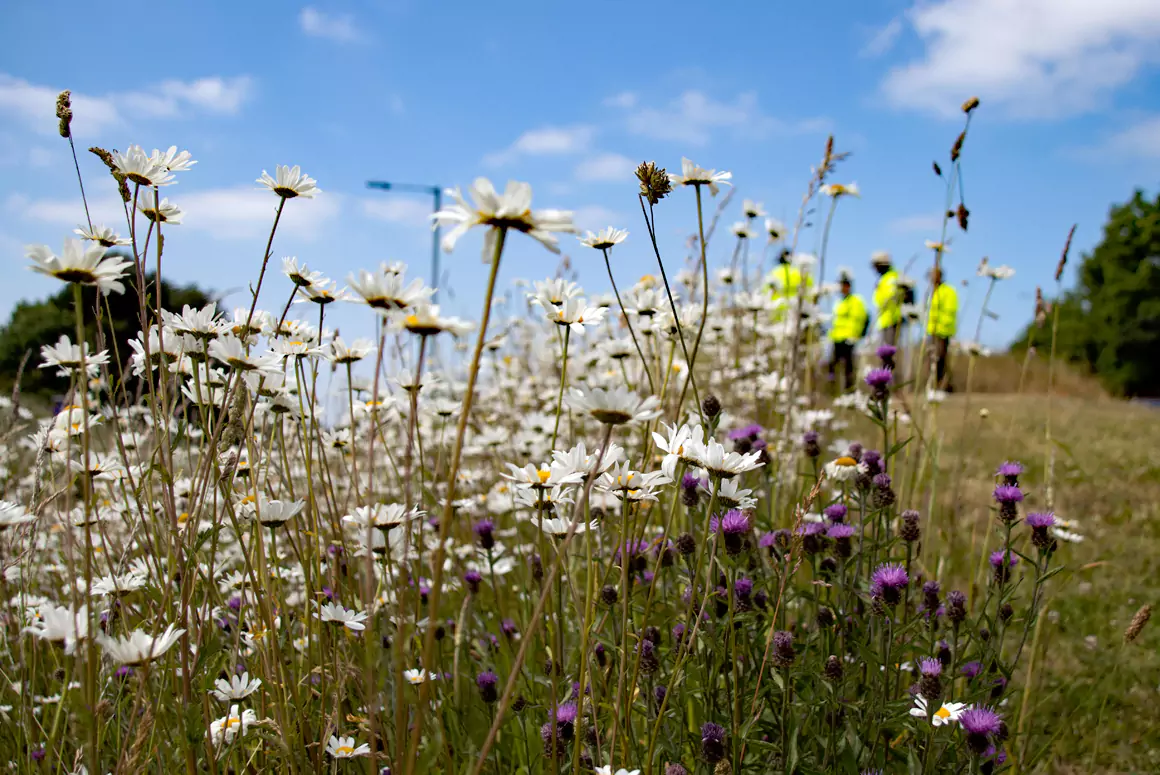 Wildflower Week Set to Bloom this Month