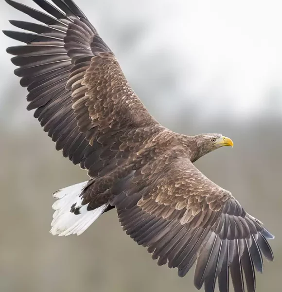 The British Bird of Prey Centre Has a New Nest in Idole