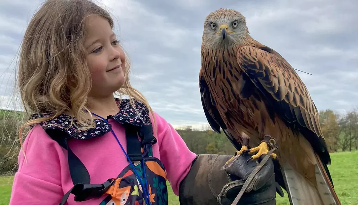 The British Bird of Prey Centre Has a New Nest in Idole