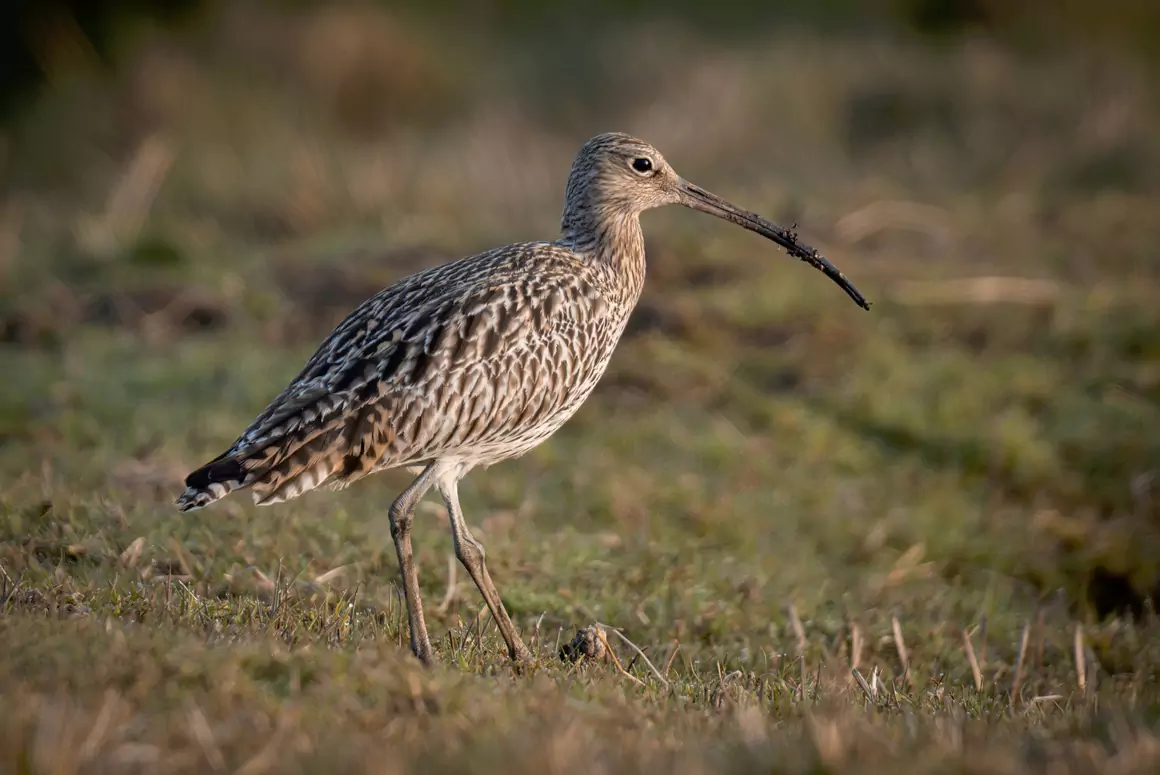 First Curlew Chicks of the Season Hatch in Denbighshire