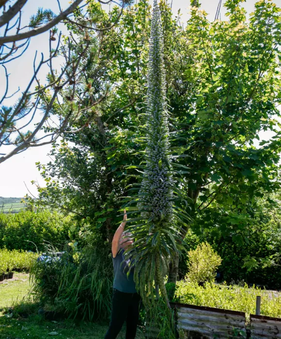 Corseside Nursery Gardens