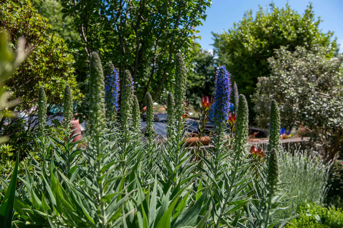 Corseside Nursery Gardens