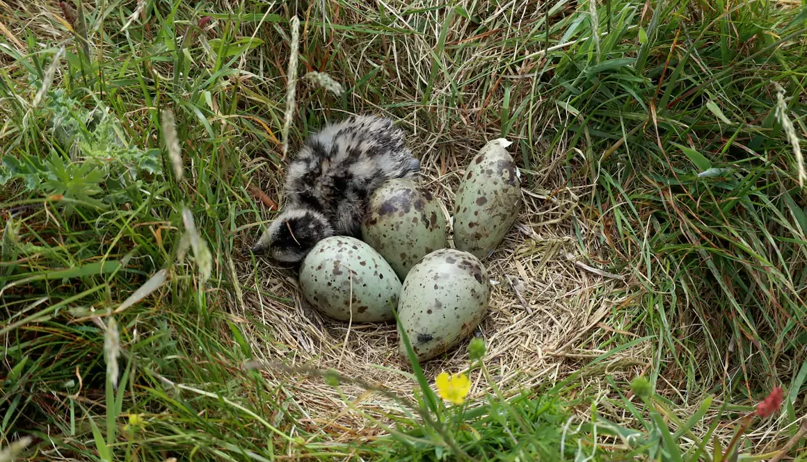 First Curlew Chicks of the Season Hatch in Denbighshire
