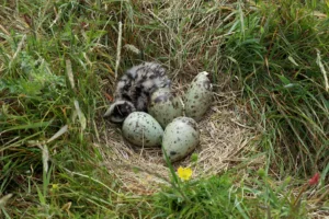First Curlew Chicks of the Season Hatch in Denbighshire