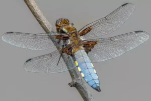 Dragonfly Spotting Guided Walks at Dragonfly Festival