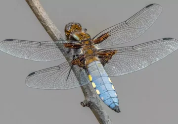 Dragonfly Spotting Guided Walks at Dragonfly Festival