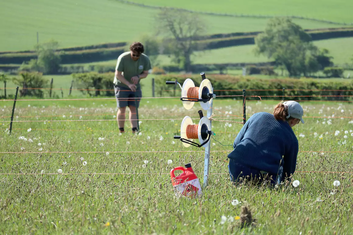 First Curlew Chicks of the Season Hatch in Denbighshire