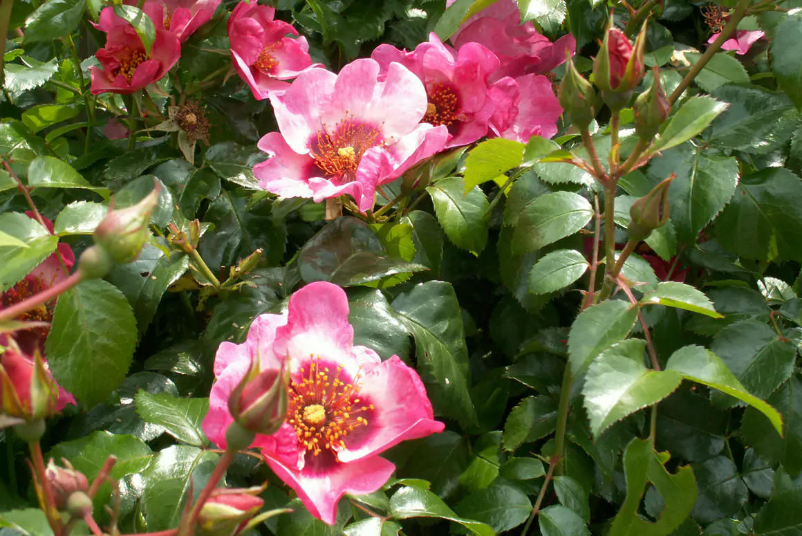 The Summer Garden 2025