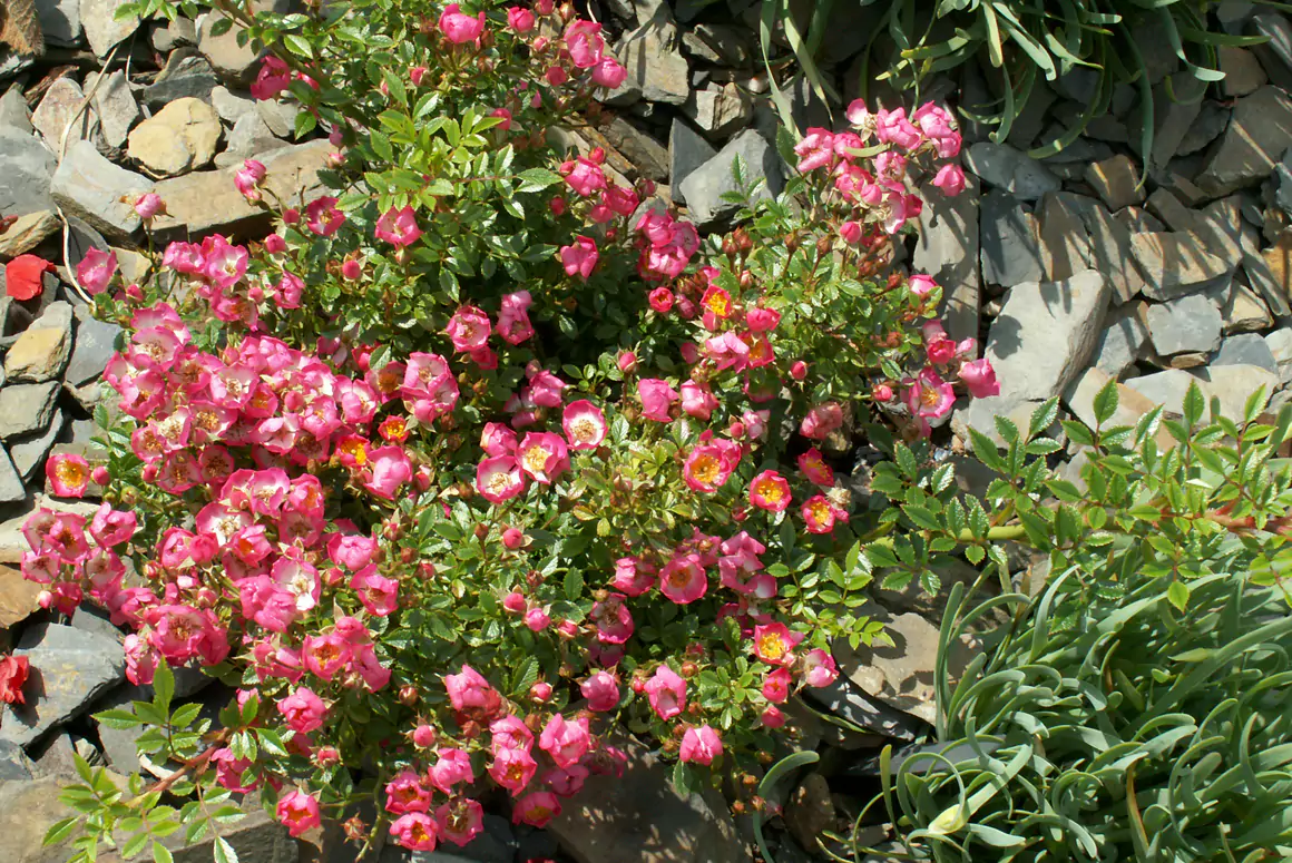 The Summer Garden 2025