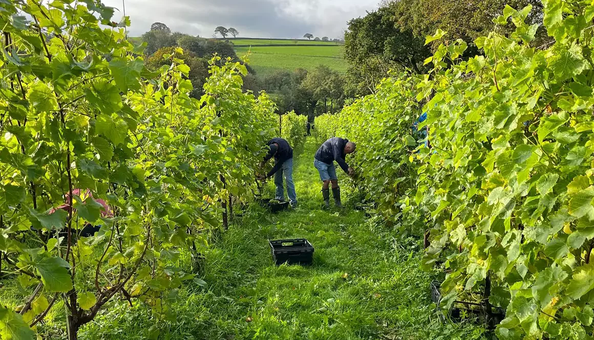 Wales Toasts its Thriving Wine Industry
