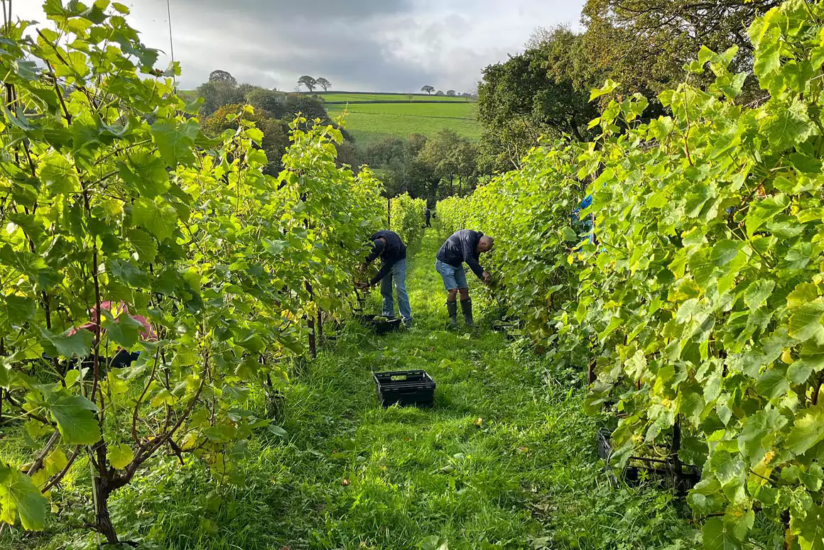 Wales Toasts its Thriving Wine Industry