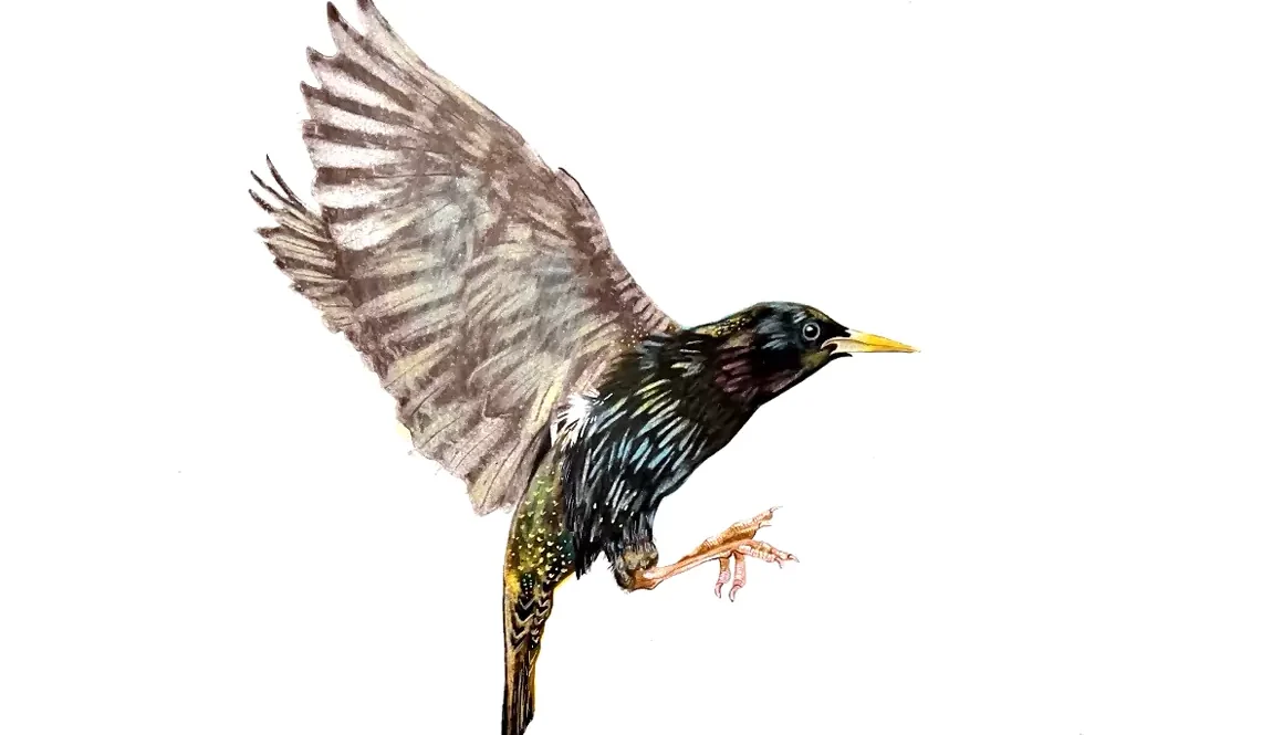 Starling, Suddenly…