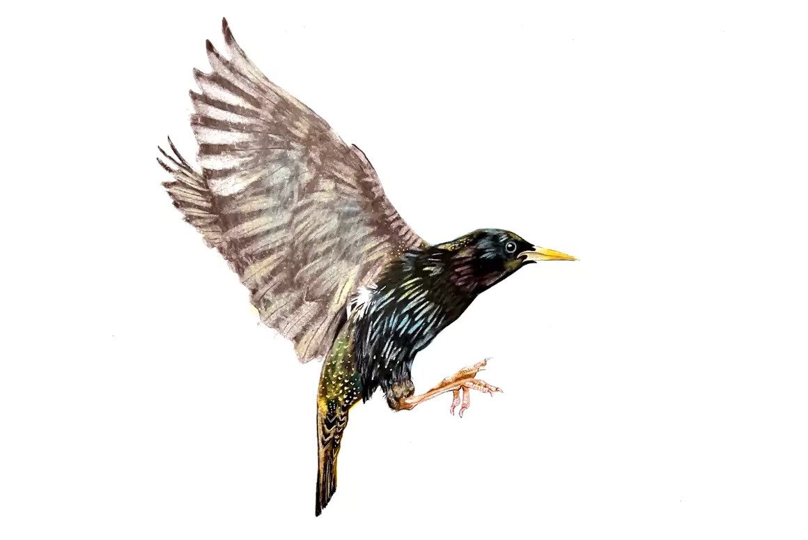 Starling, Suddenly…