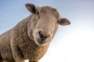 Bluetongue Control Measures in Wales