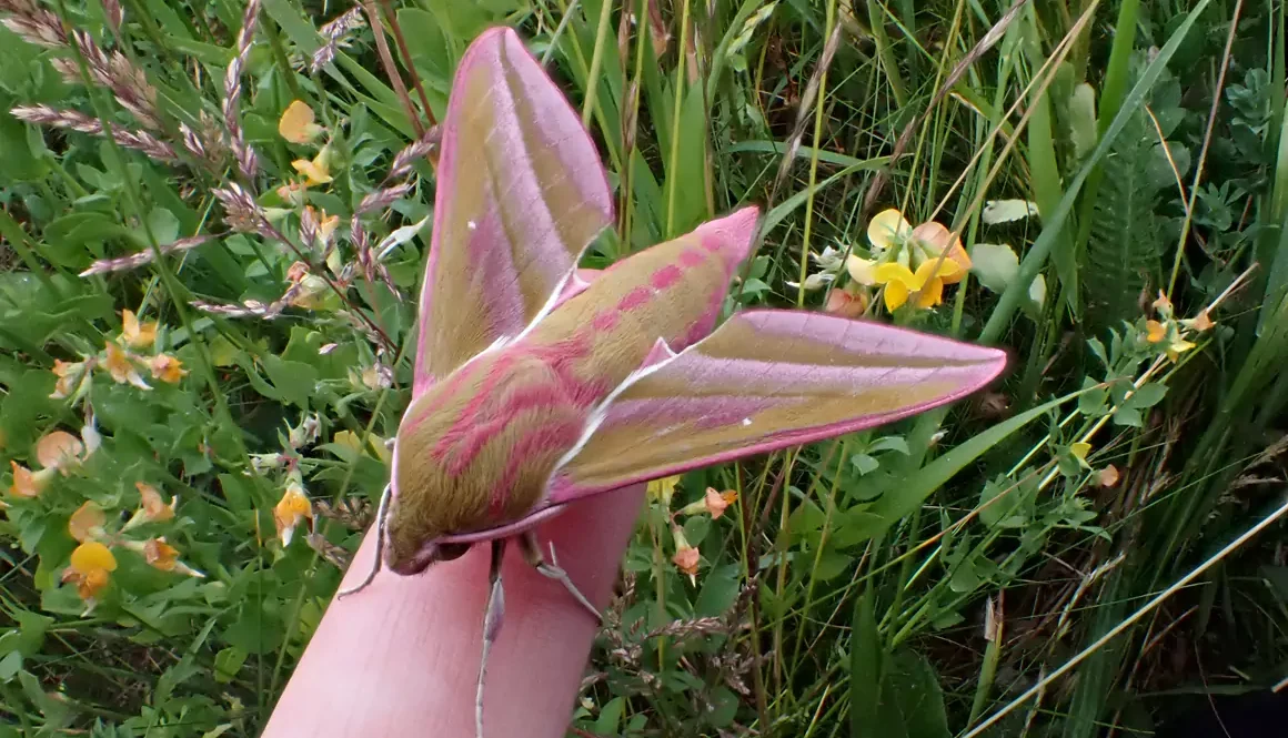 Rare Opportunity to Explore the Wild Side of Hergest Croft Gardens
