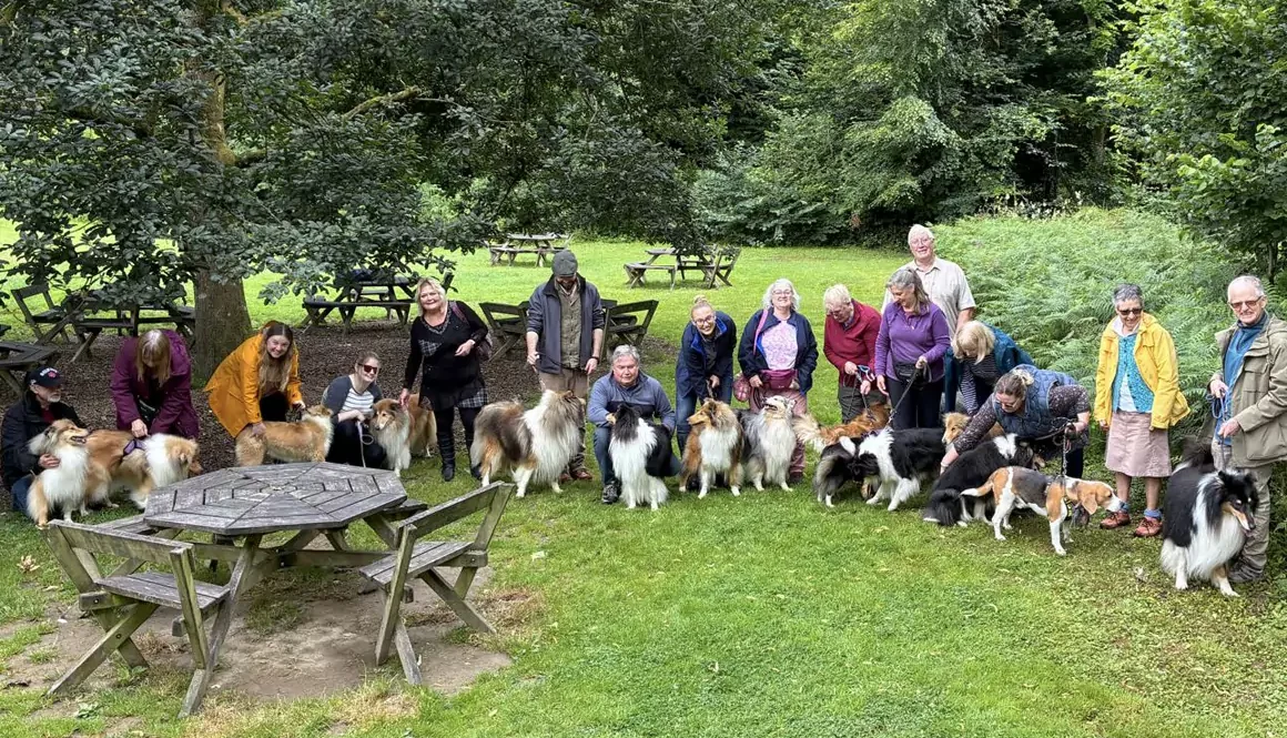 A Rough Collie Gathering at Llanerchaeron, West Wales