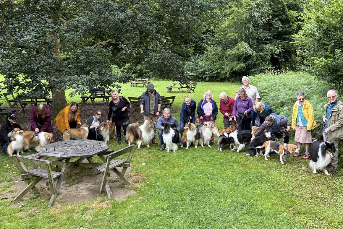A Rough Collie Gathering at Llanerchaeron, West Wales