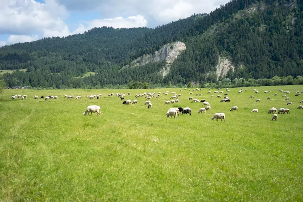 Sustainable Grazing Starts in the Sky: Using Satellite Data to Combat Land Degradation