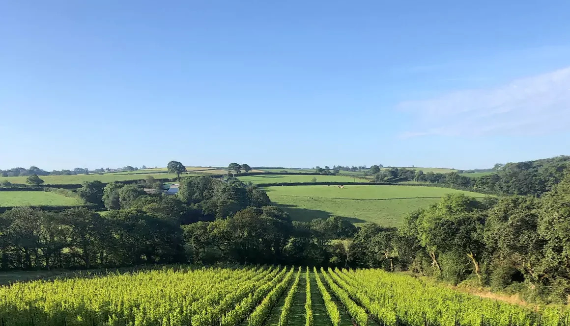 Velfrey Vineyard