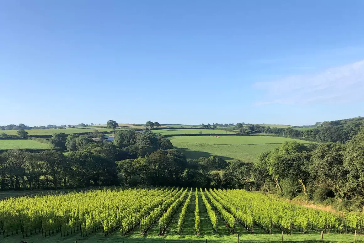 Velfrey Vineyard
