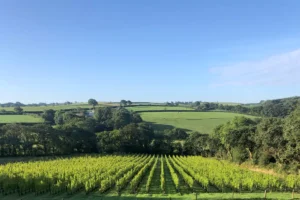 Velfrey Vineyard