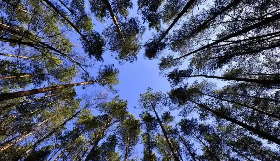 Wrexham Celebrates Over 9000 New Trees Planted