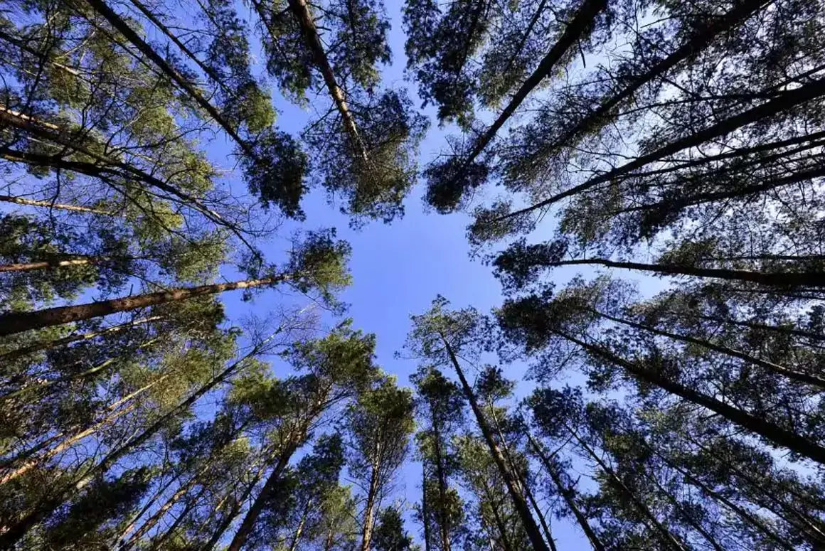 Wrexham Celebrates Over 9000 New Trees Planted