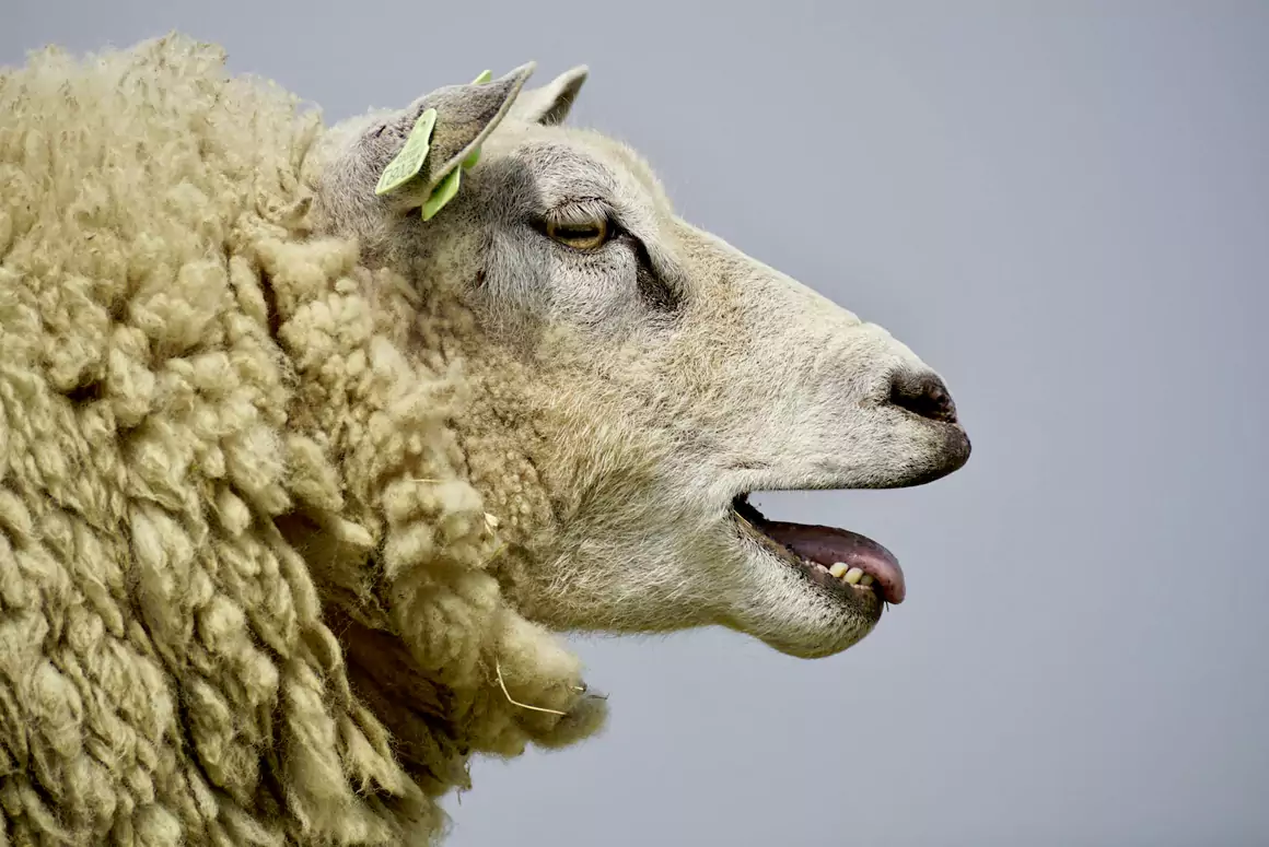 NFU Cymru Says Bluetongue Red Markets are a ‘Step Forward’